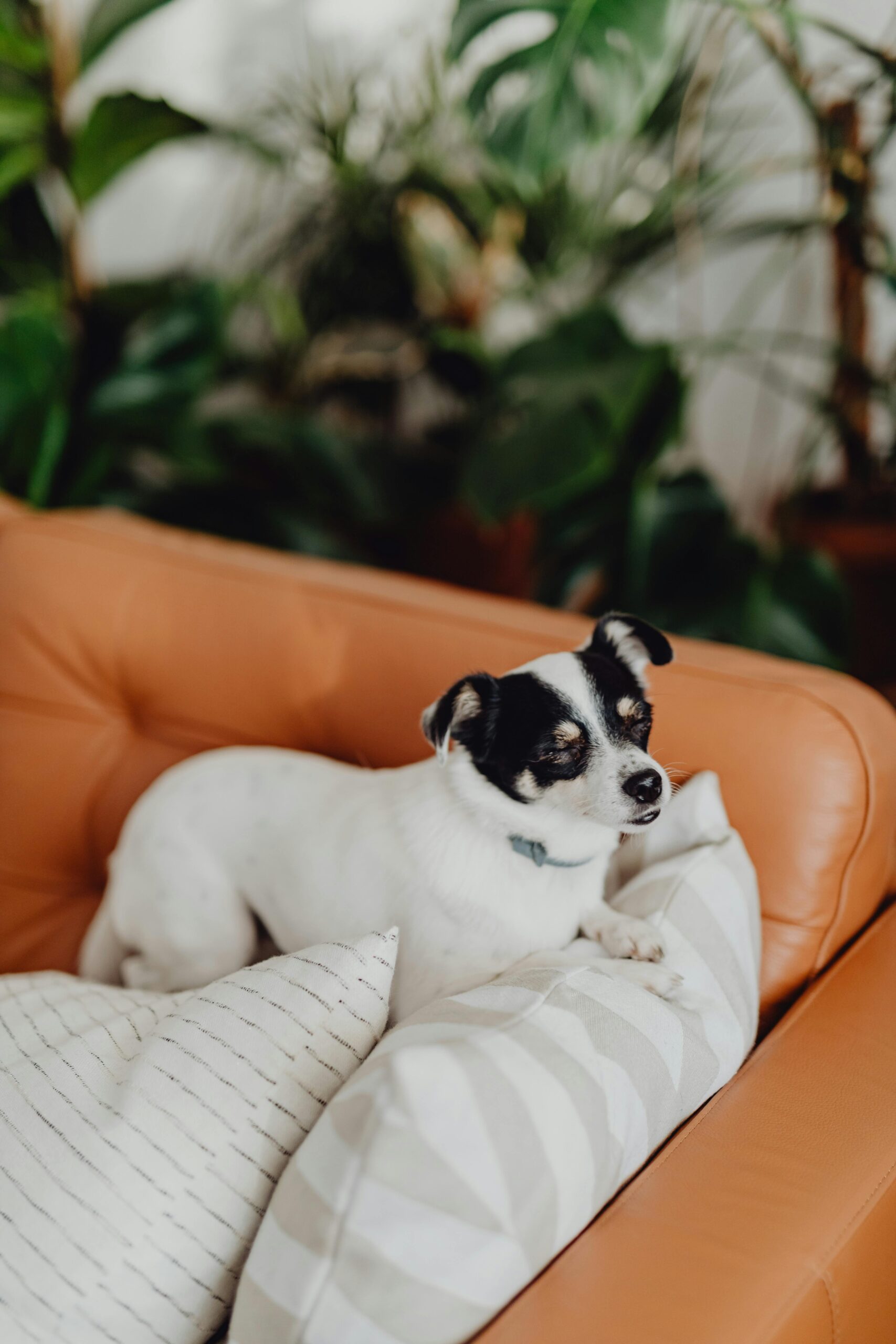 A small dog comfortably resting on a sofa with cushions and lush plants in the background.
