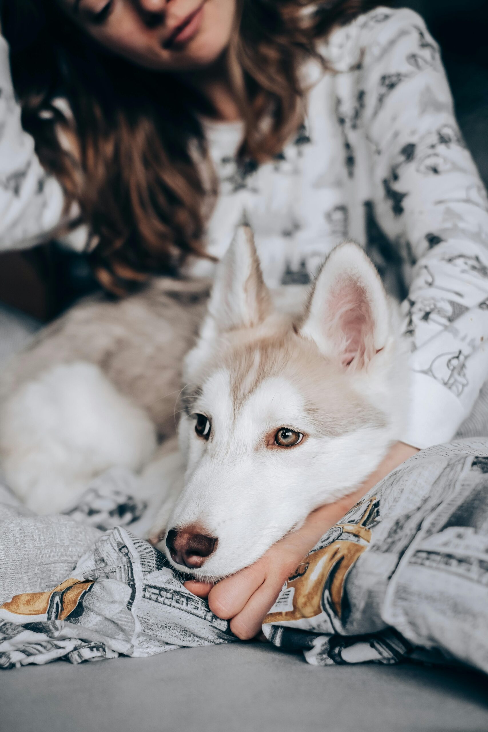 Siberian husky with owner, cuddling indoors, showcasing a moment of companionship and pet care.