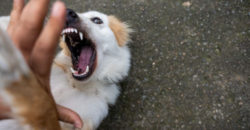 A playful dog showing its teeth as it interacts boisterously with a human hand outdoors.