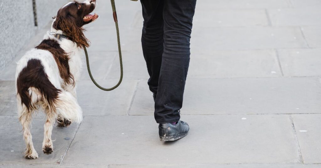 Back view of crop anonymous owner strolling on paved walkway with cure colorful Irish Red and White Setter dog on leash in city
