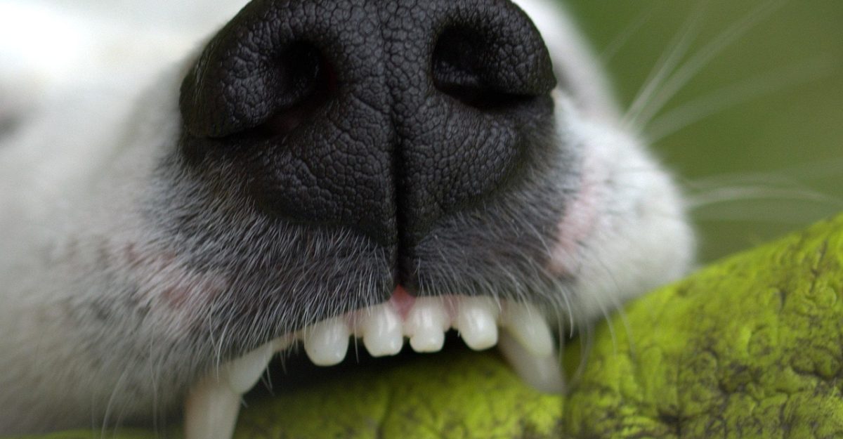 snout, denture, bite, to play, dog, teeth, animal, creature, close up, jack russell, pet, terrier, snappy, dog teeth