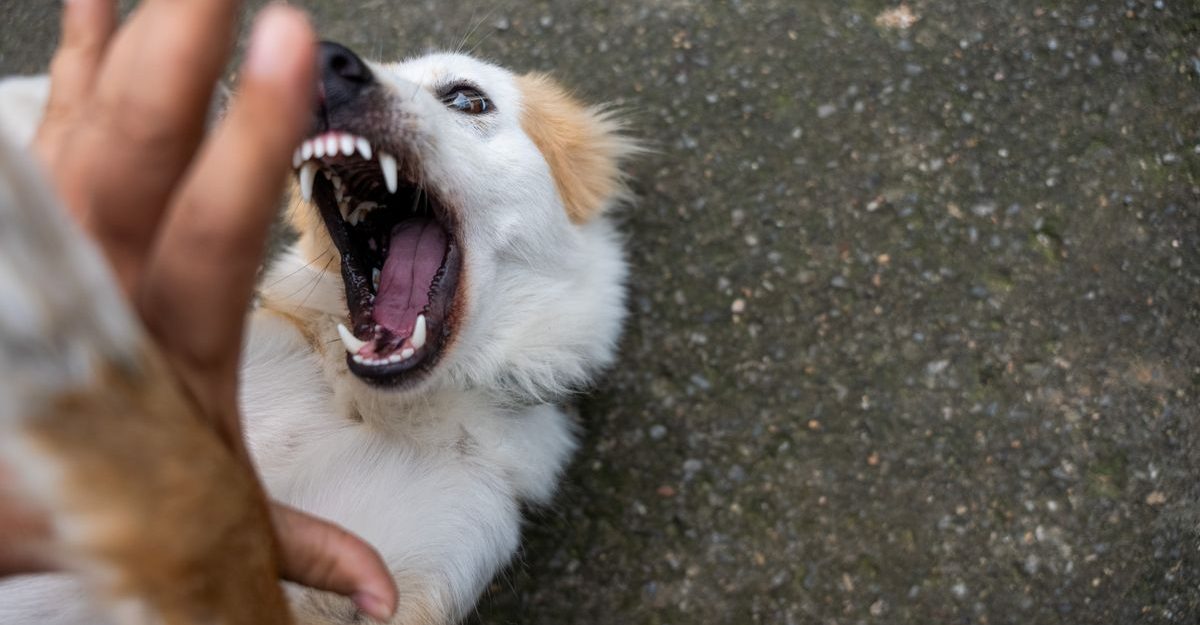 A playful dog showing its teeth as it interacts boisterously with a human hand outdoors.