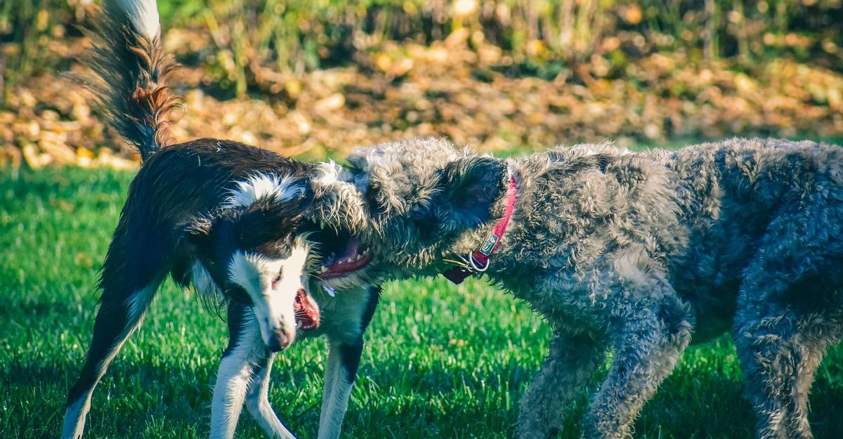 Side view of aggressive Pumi dog in collar biting Silken Windhound standing on grassy glade